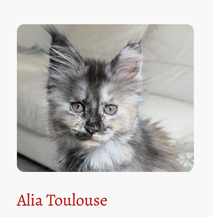 Warm thuis gezocht voor poesje 6 maanden met stamboom, Dieren en Toebehoren, Katten en Kittens | Raskatten | Langhaar, Poes, 0 tot 2 jaar