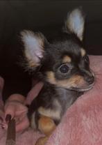 Een Mini Black and Tan Chihuahua, 15 weken tot 1 jaar, Reu, Parvo, Eén hond