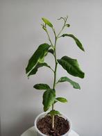 Citroenplant 1, Huis en Inrichting, Ophalen, Fruitplant, Halfschaduw, In pot