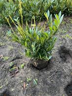 Prunus laurocerasus 'Otto Luyken' - Laurierstruik, Tuin en Terras, Ophalen of Verzenden, Laurier, Struik, Minder dan 100 cm