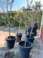 Olijfbomen, 100 tot 250 cm, Olijfboom, Ophalen, Volle zon