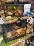 hoornkikker - Ceratophrys Cranwelli (Albino & Strawberry), Dieren en Toebehoren, Reptielen en Amfibieën, Amfibie, Met terrarium