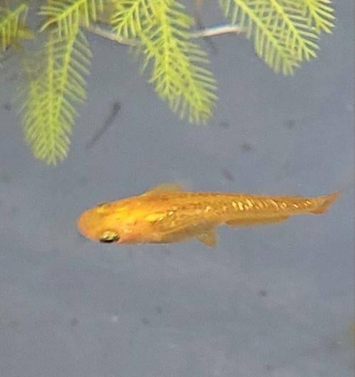 Champagne Japanse rijstvis, Medaka, Mini-koi, Dieren en Toebehoren, Vissen | Aquariumvissen, Vis, Zoetwatervis, Schoolvis