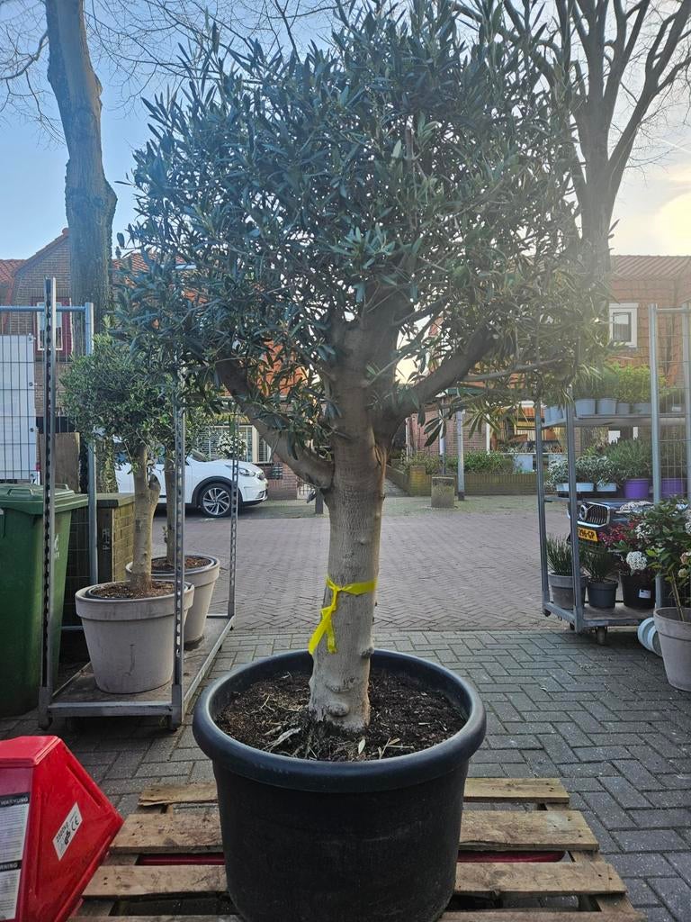 Dikke vertakte olijfbomen 170-200cm hoog, Tuin en Terras, Planten | Bomen, Volle zon, Ophalen of Verzenden, 100 tot 250 cm, Olijfboom