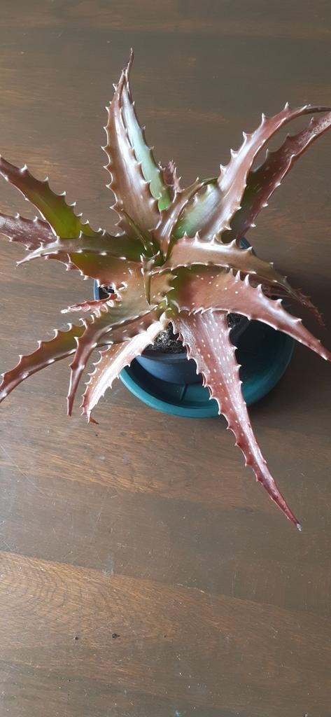 Aloë Dorotheae, Huis en Inrichting, Kamerplanten, Ophalen, Halfschaduw, Minder dan 100 cm