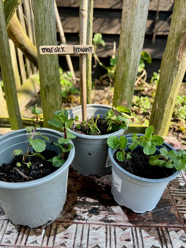 MAROKKAANSE MUNT uit Biologische moestuin Vaste plant, Tuin en Terras, Ophalen, Vaste plant, Halfschaduw, Kruiden