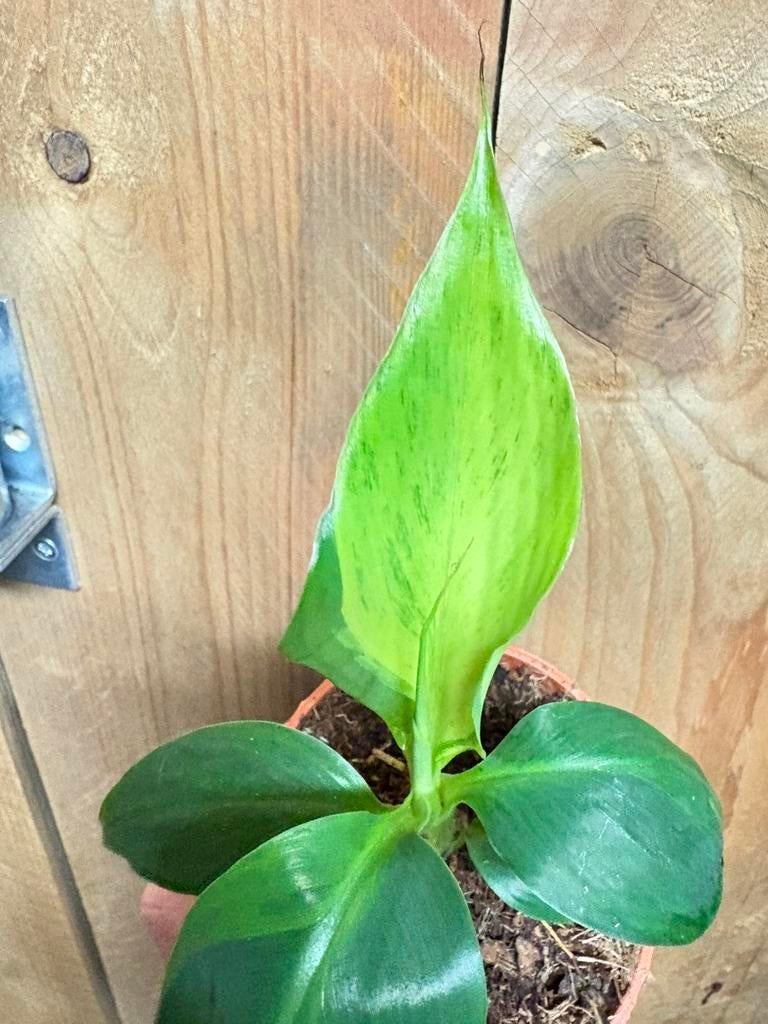 Musa basjoo variegata plant aurea yellow lemon mint green, Ophalen of Verzenden, Halfschaduw, Minder dan 100 cm