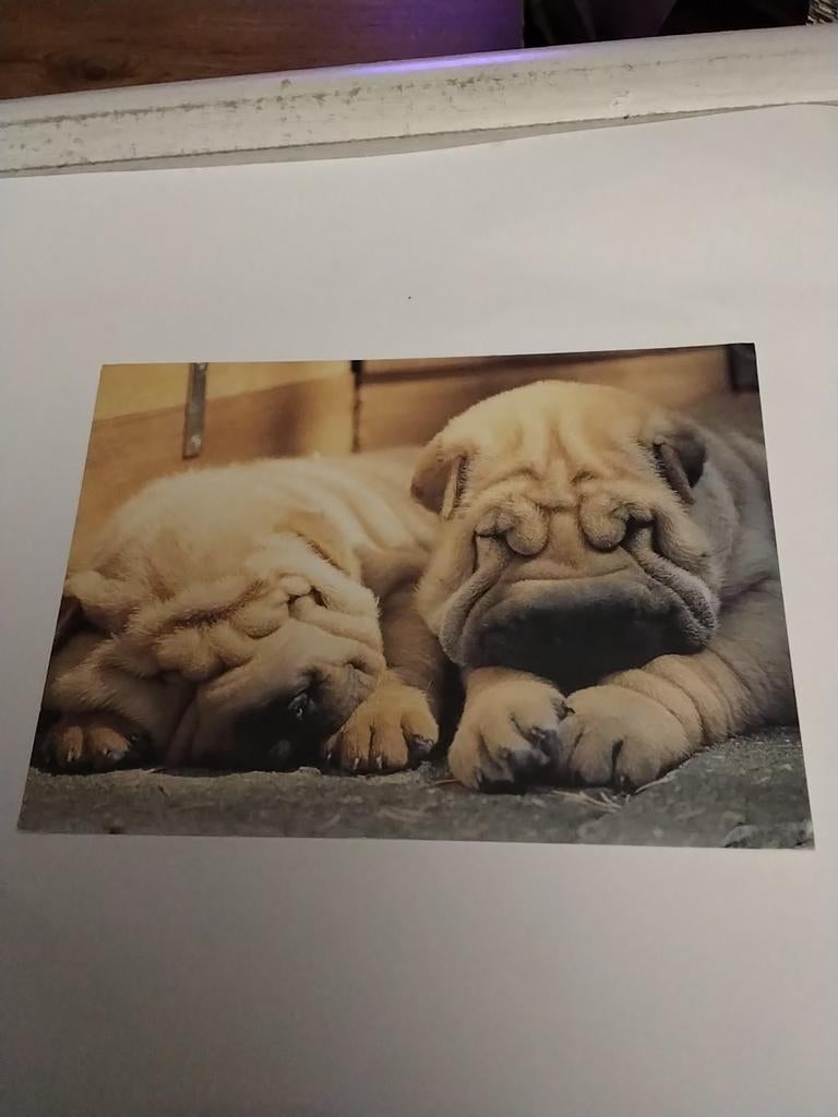 SHAR PEI. PUPS, Ophalen of Verzenden