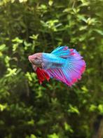 Mooie betta kempvis man, Vis