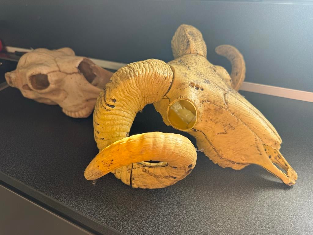 Halloween Decoratieve schedels: Ram en Paard, Ophalen of Verzenden, Gebruikt, Boerderijdier, Schedel