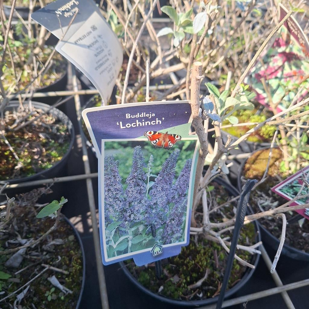 Vlinderstruiken gemengd, Tuin en Terras, Planten | Struiken en Hagen, Ophalen, Vlinderstruik, Struik, Minder dan 100 cm