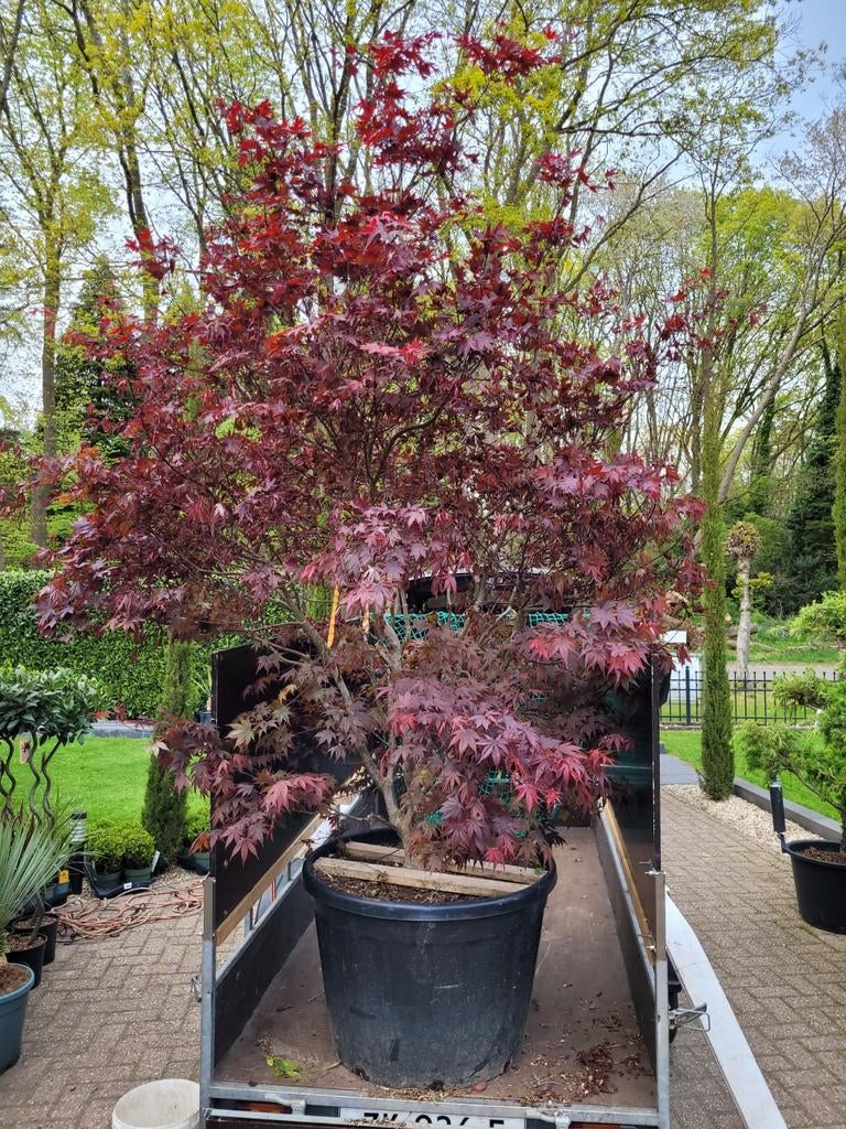 Grote Japanse Esdoorn - Potmaat 75cm, Hoogte 270cm, Tuin en Terras, Planten | Bomen, Ophalen