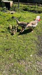 Overjarige knobbel ganzen, Dieren en Toebehoren, Pluimvee, Meerdere dieren, Gans of Zwaan