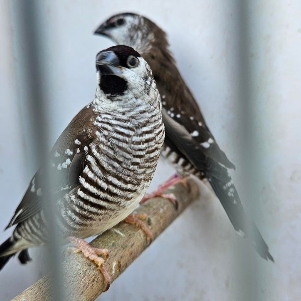 Ceresamadine mannen, Dieren en Toebehoren, Mannelijk, Tropenvogel
