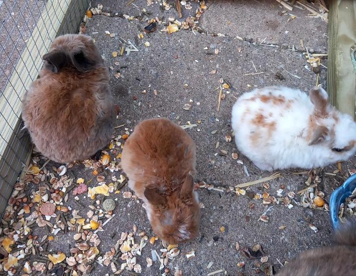 Dwerg konijntjes, Dieren en Toebehoren, Pluimvee, Kip, Meerdere dieren