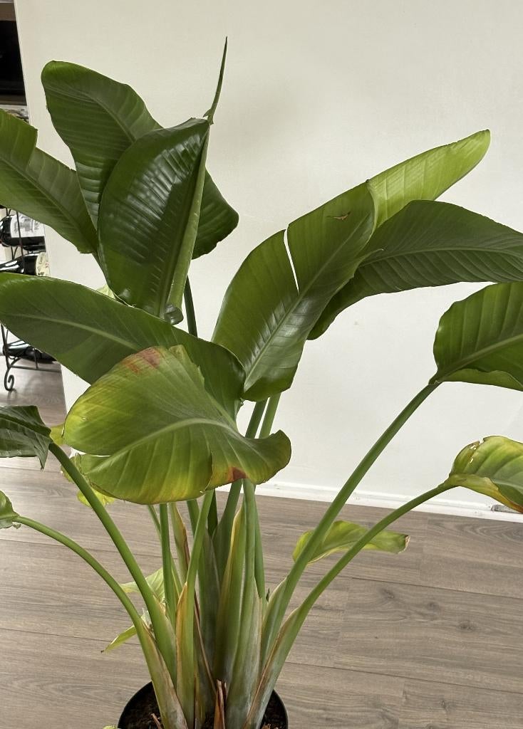 Paradijsvogel plant (Strelitzia nicolai), Huis en Inrichting, Ophalen, 100 tot 150 cm, Overige soorten, Halfschaduw