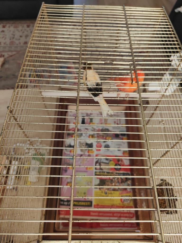 Vogel Kanarie pop zonder kooi, Dieren en Toebehoren, Vogels | Kanaries, Vrouwelijk, Kleurkanarie