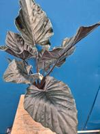 Alocasia 'Antoro Velvet' XXL p17, Ophalen of Verzenden, Halfschaduw, Minder dan 100 cm