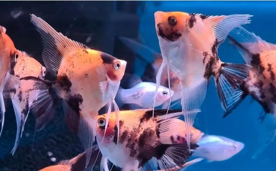 Maanvis XL - mix - Koidreams Valburg, Dieren en Toebehoren, Vis, Zoetwatervis