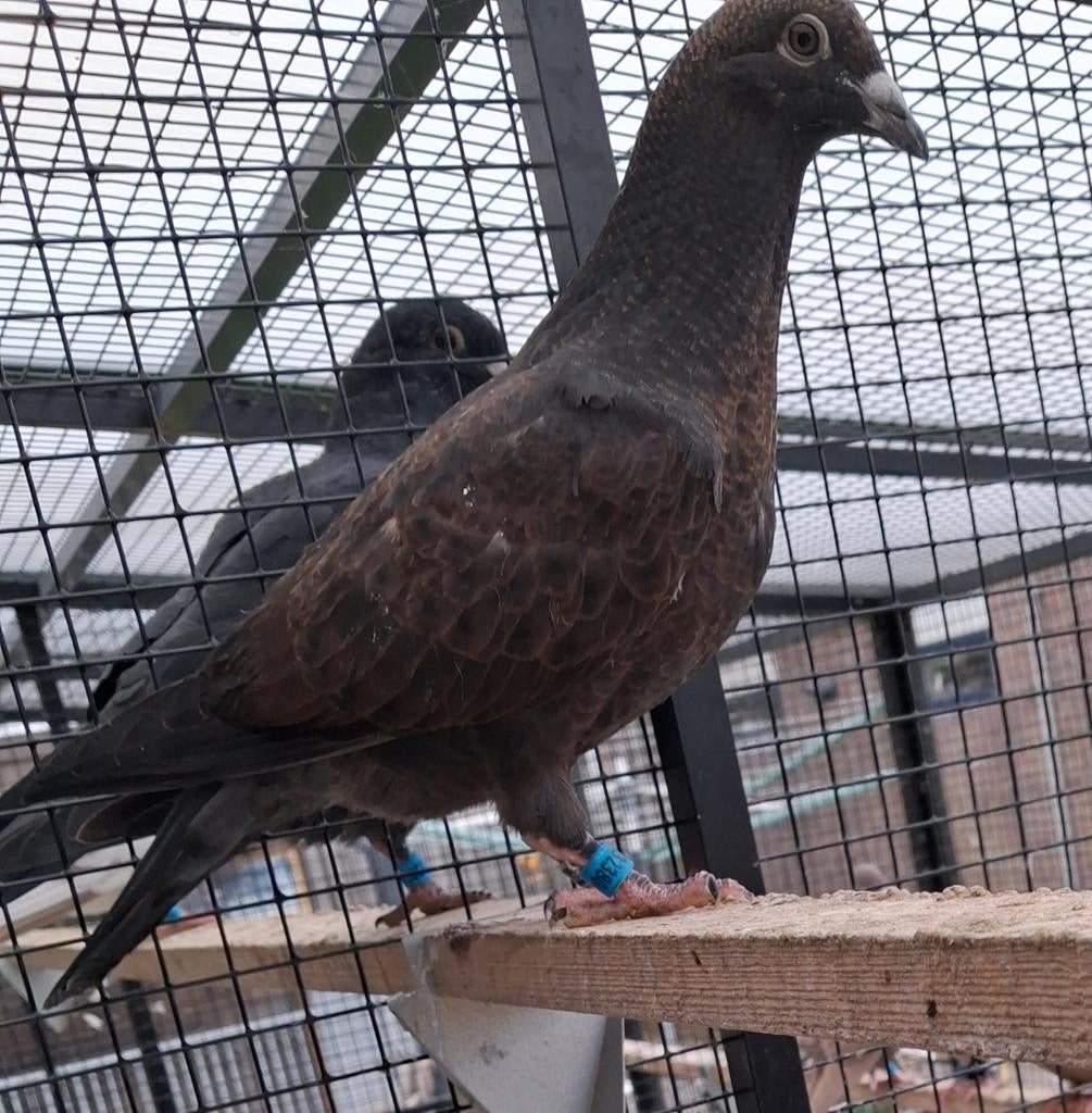 Twee mooie kleurpostduiven, Meerdere dieren, Postduif