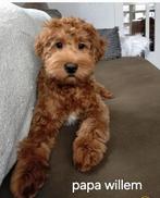 Labradoodle mini half Australian Nestaankondging, Overige rassen, 8 tot 15 weken, Meerdere, Meerdere dieren