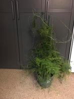 Grote Asparagus varen, Ophalen, 100 tot 150 cm, Overige soorten, Halfschaduw