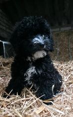 🥰knappe medium golden doodle x pups mogen verhuizen 🥰, Dieren en Toebehoren, Parvo, Overige rassen, 8 tot 15 weken, Meerdere