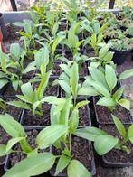 Biologische daslook stinzenplant, Tuin en Terras, Ophalen of Verzenden, Eenjarig, Groenteplanten, Volle zon