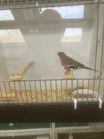 Maskeramadine, Dieren en Toebehoren, Mannelijk, Tropenvogel, Geringd