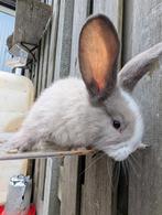 Prachtige jonge duitse reuzen, zeer mooie kleurslagen., Dieren en Toebehoren, Konijnen, Meerdere dieren, Groot, 0 tot 2 jaar