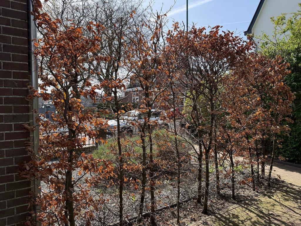 13 Beukenhagen van 265 cm hoog, Vaste plant, Bloeit niet, Halfschaduw, Ophalen
