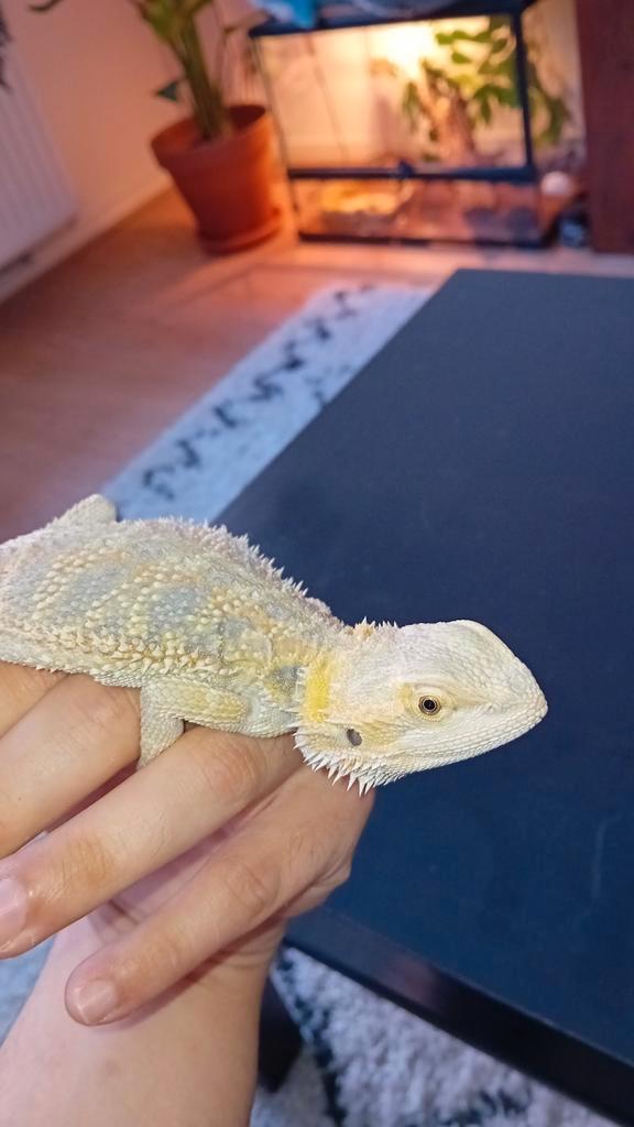 Bearded Dragon with terrarium Bearded Dragon - unknown for sale from Diogo Pendão