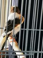 Harlekijn kanarie man, Dieren en Toebehoren, Vogels | Kanaries, Mannelijk, Kleurkanarie