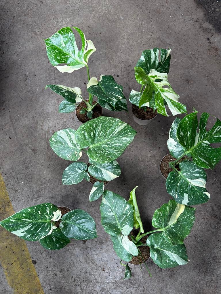 Monstera Thai Constellation - Super Kwaliteit!  Actie!!, Ophalen of Verzenden