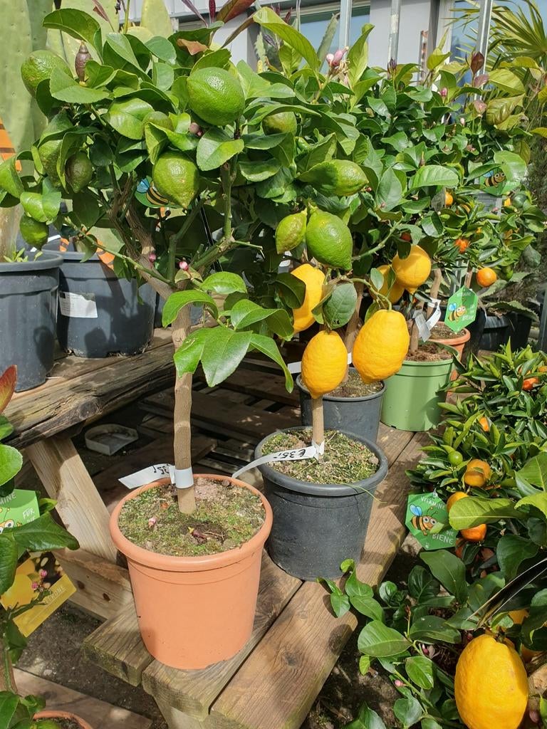 Citroen boompjes, Ophalen, Minder dan 100 cm, Overige soorten, Zomer