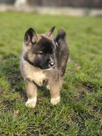 Mooie,sociale Akita-inu pups te koop, Parvo, België, 15 weken tot 1 jaar, Overige rassen
