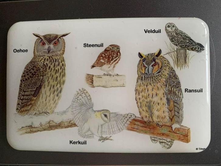 Magneet met 5 uilen - Veld-, Rans-, Steen-, Kerk- en Oehoe, Verzamelen, Dierenverzamelingen, Zo goed als nieuw, Overige typen