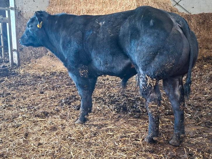 Dikbil stieren, Dieren en Toebehoren, Runderen, Meerdere dieren