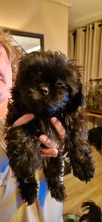 Boomer Teefje, Dieren en Toebehoren, 8 tot 15 weken, Teef, Parvo, Meerdere