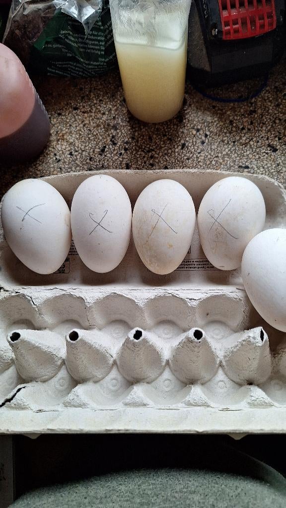 Broedeieren Toulouse ganzen, Geslacht onbekend, Gans of Zwaan