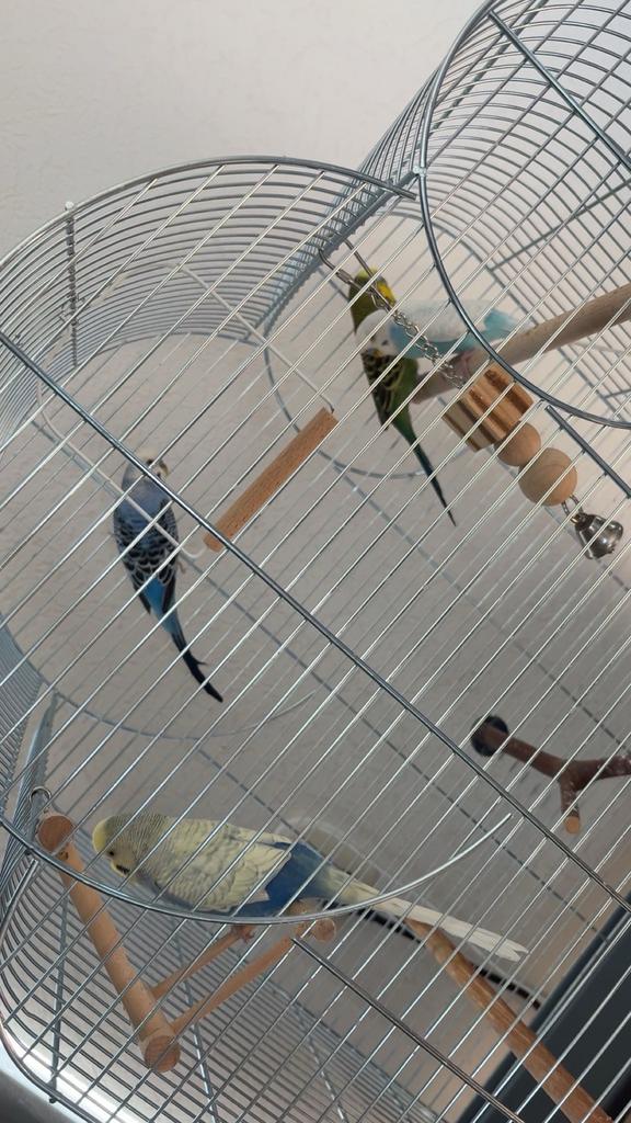 Vogel kooi met toebehoren, Dieren en Toebehoren, Ophalen of Verzenden, Zo goed als nieuw, Vogelkooi, Metaal