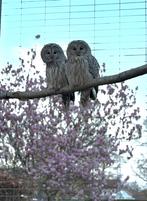 Koppel oeral uilen, Dieren en Toebehoren, Vogels | Overige Vogels, Meerdere dieren, Roofvogel, Geringd