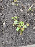 Te koop vaste planten, Tuin en Terras, Ophalen, Vaste plant, Overige soorten, Volle zon