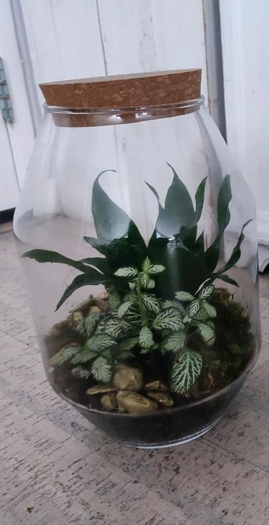 Terrarium kamerplanten in glazen stolp, 26 cm, per stuk, Ophalen of Verzenden, Halfschaduw, Minder dan 100 cm