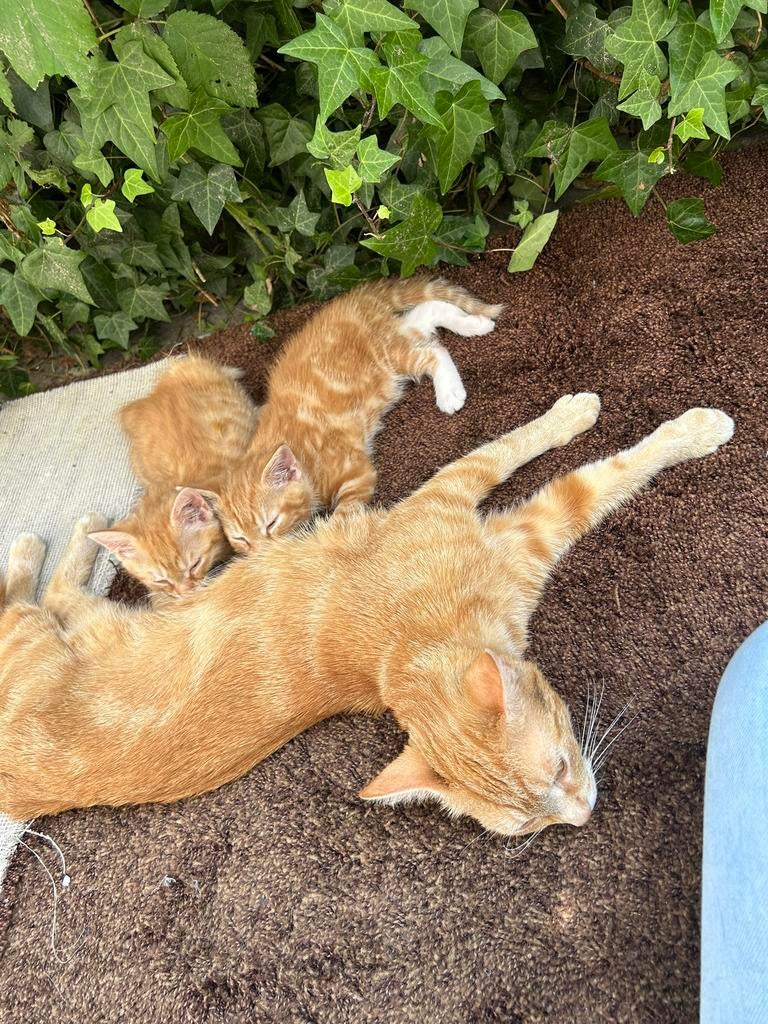 Een schattig pasgeboren kitten, Meerdere dieren
