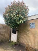 LEIBOOM, Ophalen, Halfschaduw, Leiboom, 100 tot 250 cm