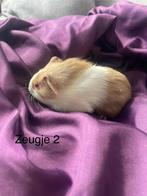 Schattige baby zeugjes !Mogen direct mee!, Cavia, Februari, Meerdere dieren, Tam