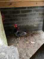 Mini haan, Mannelijk, Tam