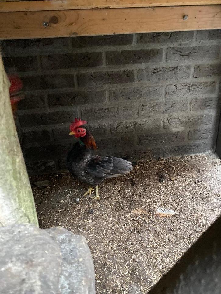 Mini haan, Dieren en Toebehoren, Vogels | Overige Vogels, Mannelijk, Tam