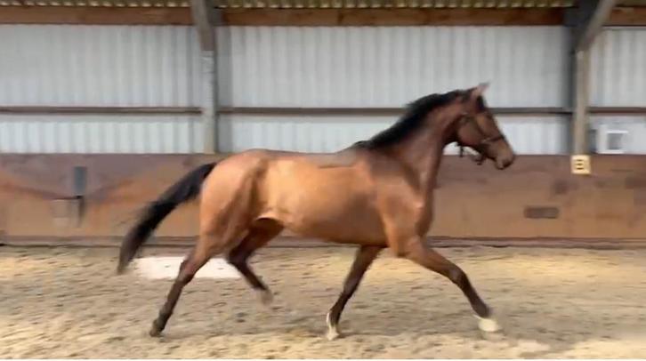 Mooie 3 jarige spring ruin moet weg!, Dieren en Toebehoren, Paarden, Ruin, Onbeleerd, 160 tot 165 cm, 3 tot 6 jaar, Springpaard